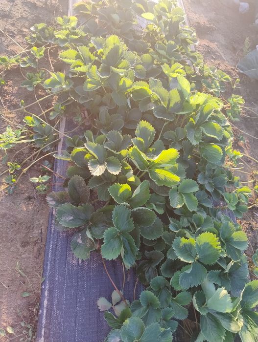 Sprzedam sadzonki truskawek z agrowlokniny