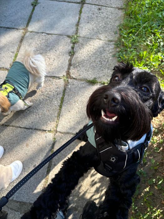 Oddam psa do kochającego domu