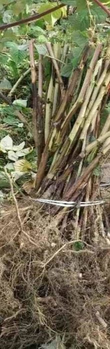 Sadzonki - malina jesienna