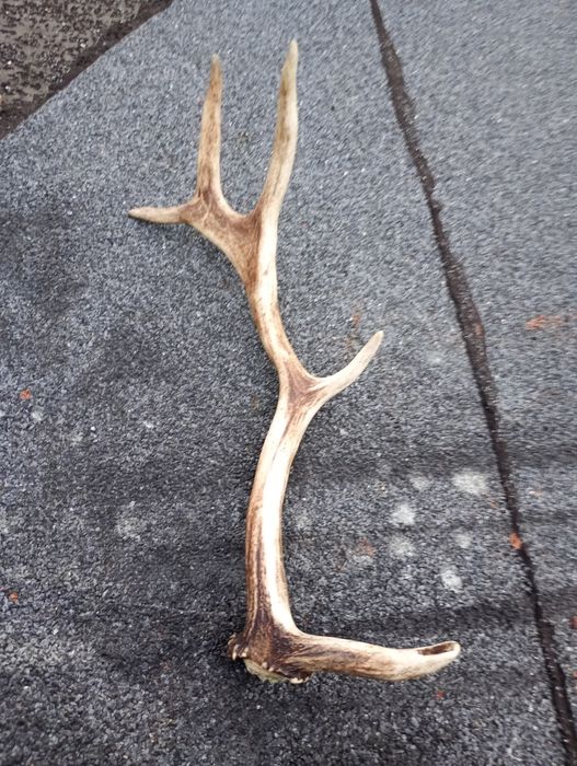 Poroża Jelenia 3 sztuki