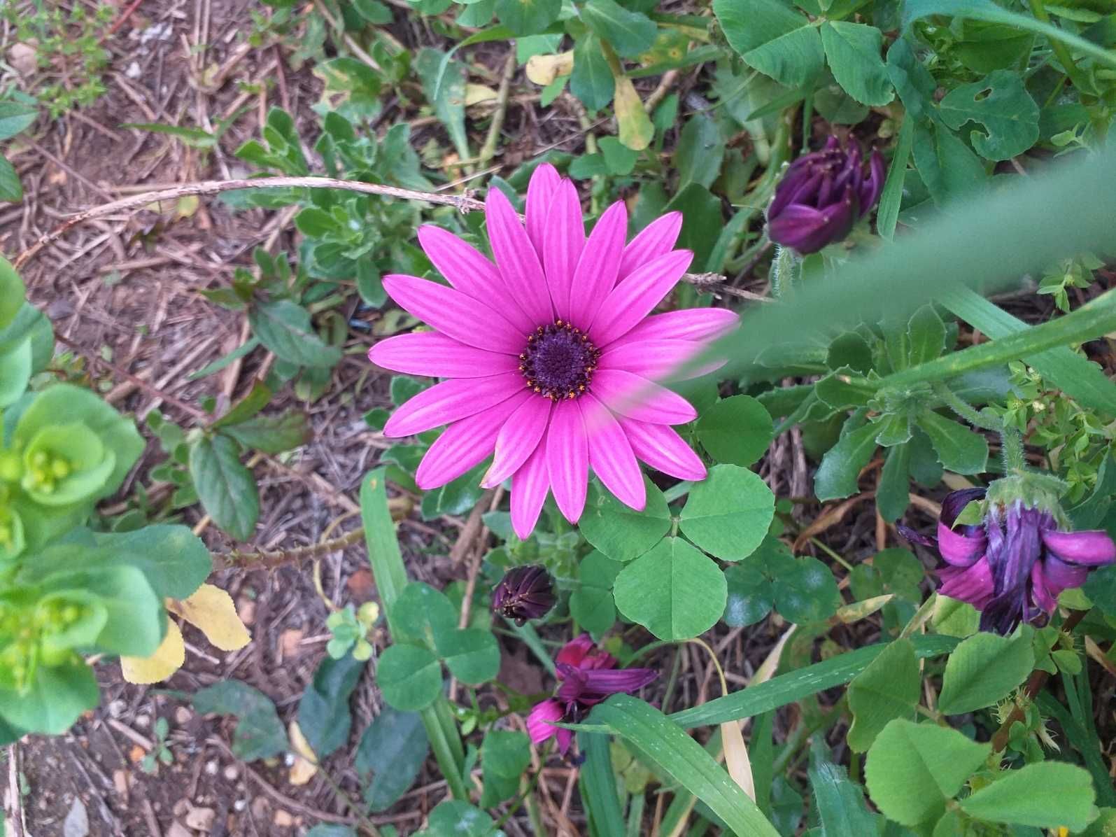 Planta de jardim com flores Dimorfoteca