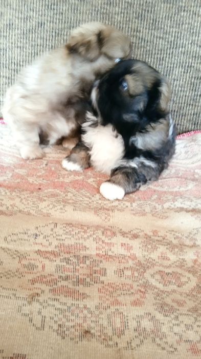 Домашні   пекінеси.