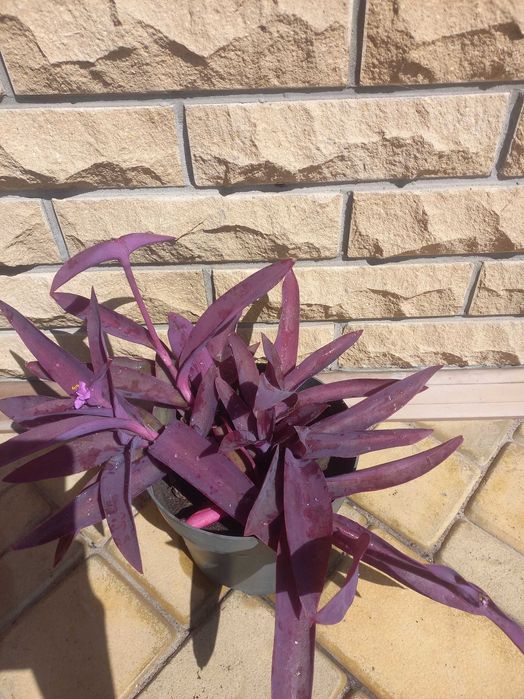 Фікус мокламе драцена різдвяник шлюмбергера