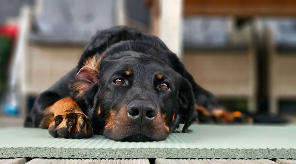 Beauceron Owczarek Francuski FCI szczenięta