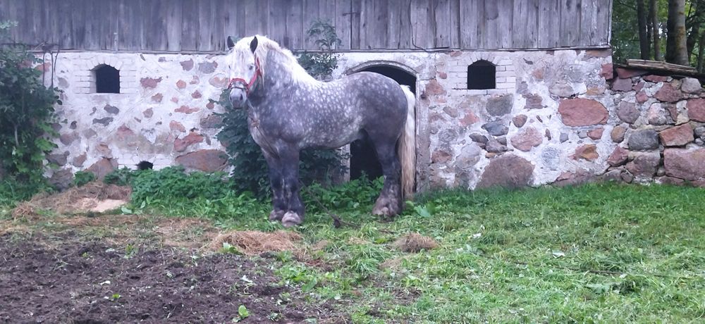 Sprzedam ogiera pkz jak na zdjeciu