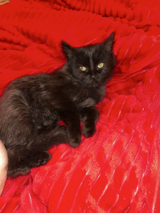 Кошеня в добрі руки