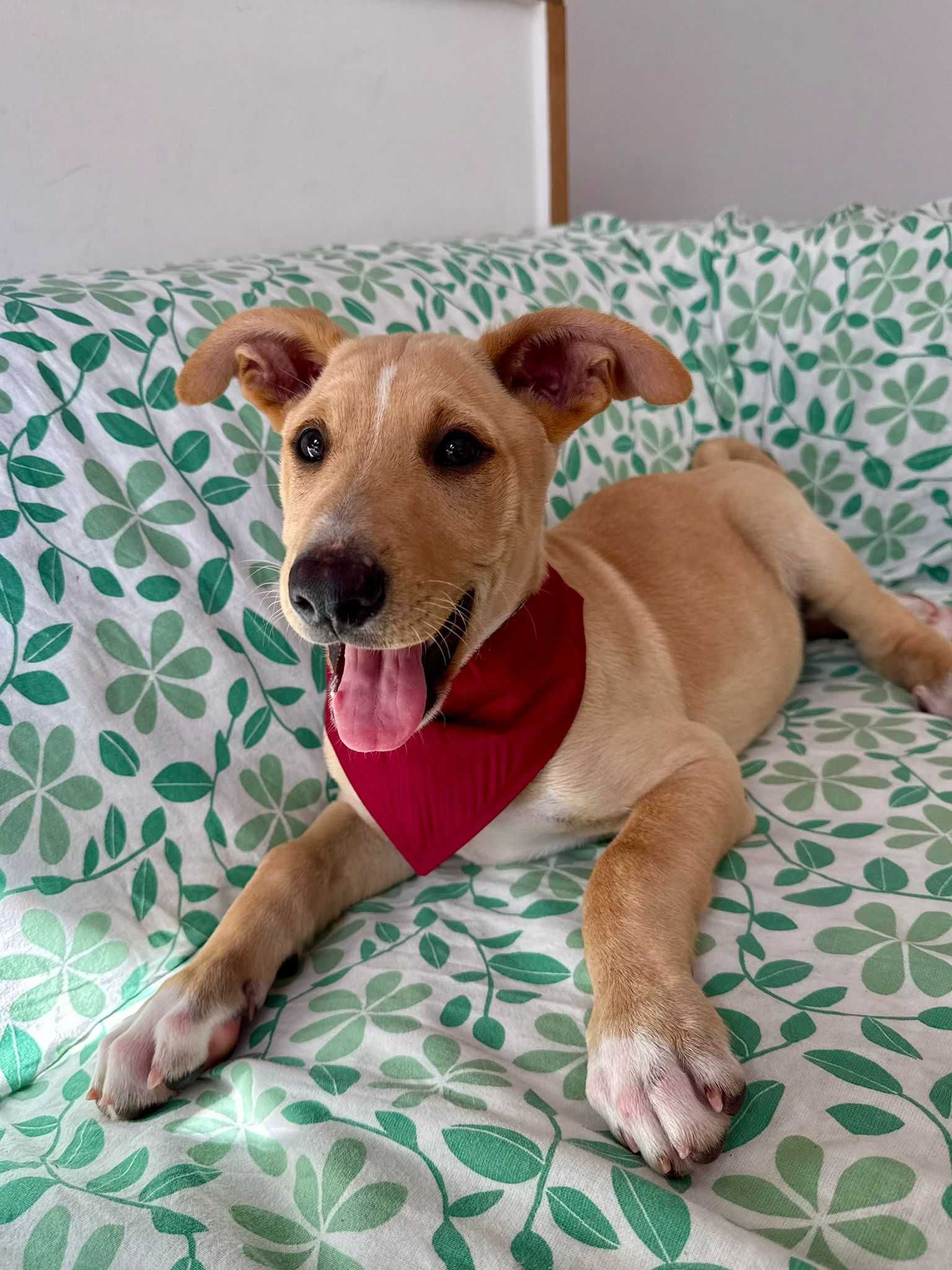Ninhada para adoção