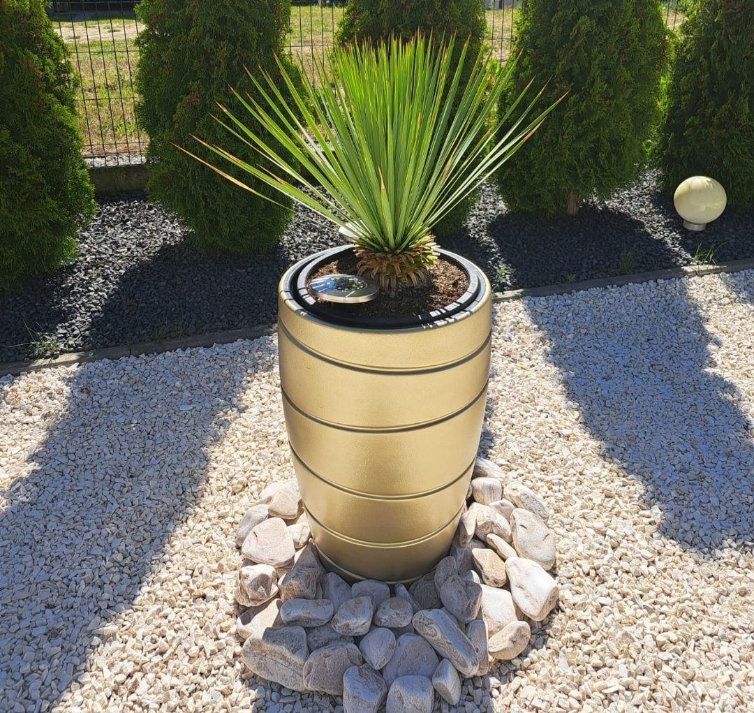 Trachycarpus Wagnerianus szorskowiec fortuniego palma 100cm