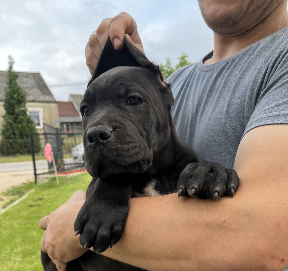 Cane Corso pies chłopak