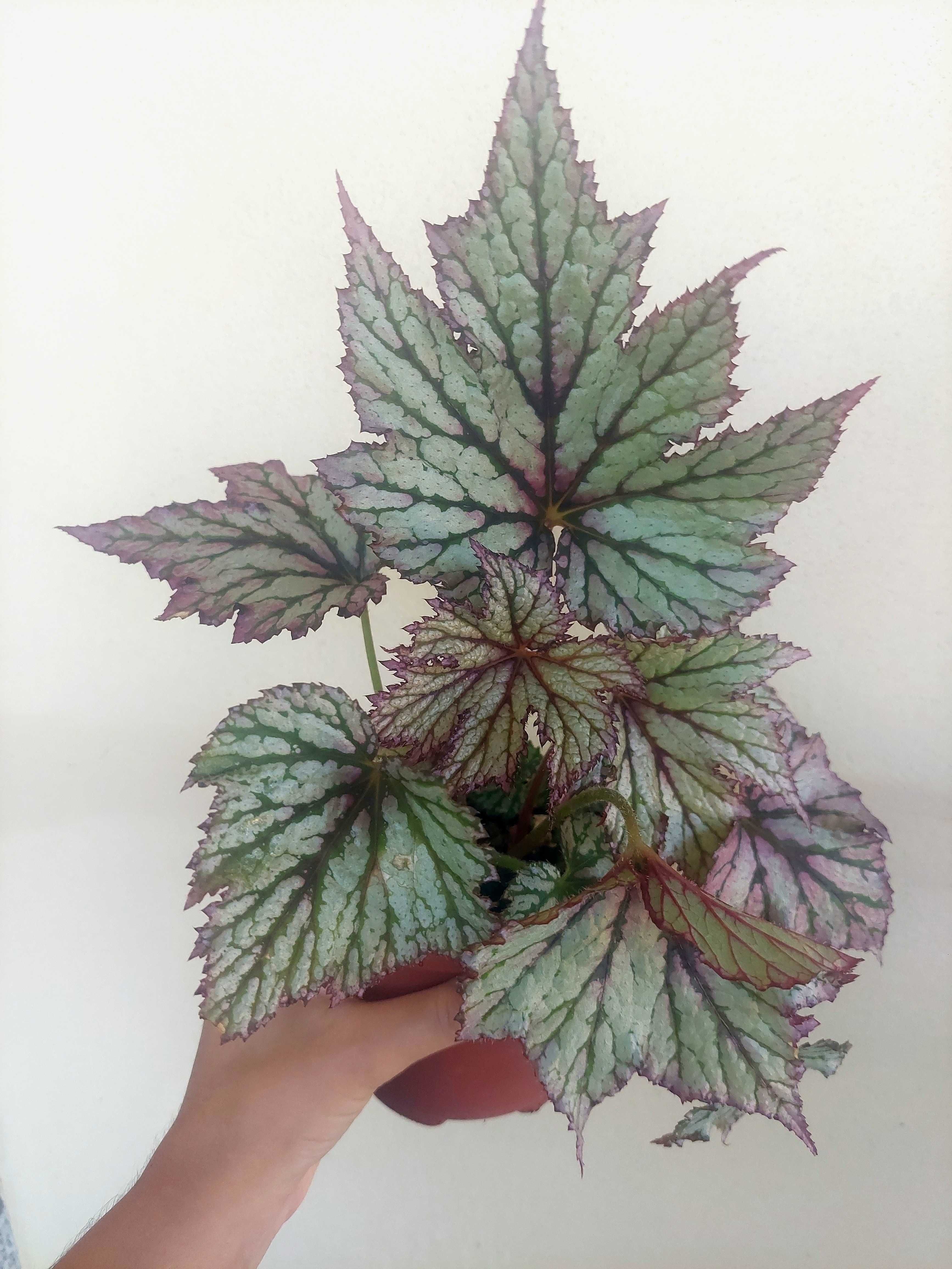 Planta Begonia rex B2