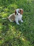 Cavalier King Charles Spaniel - urocza suczka
