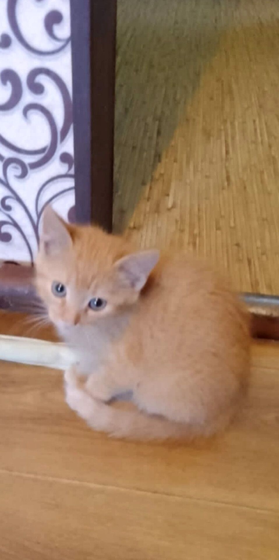 Отдам в добрые руки котенка