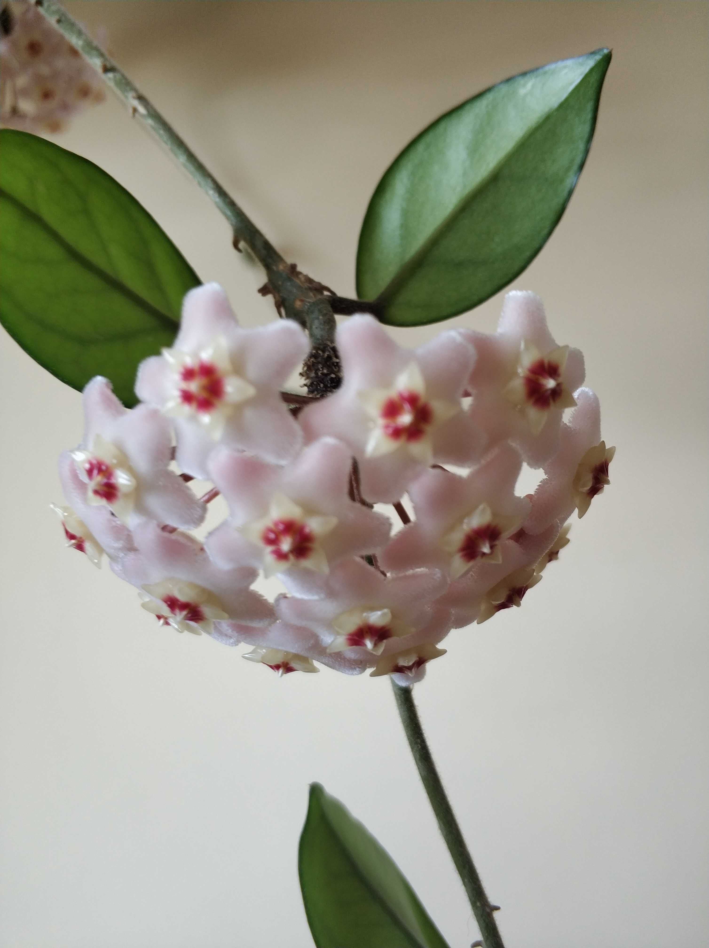 Hoya różowa roślina pokojowa