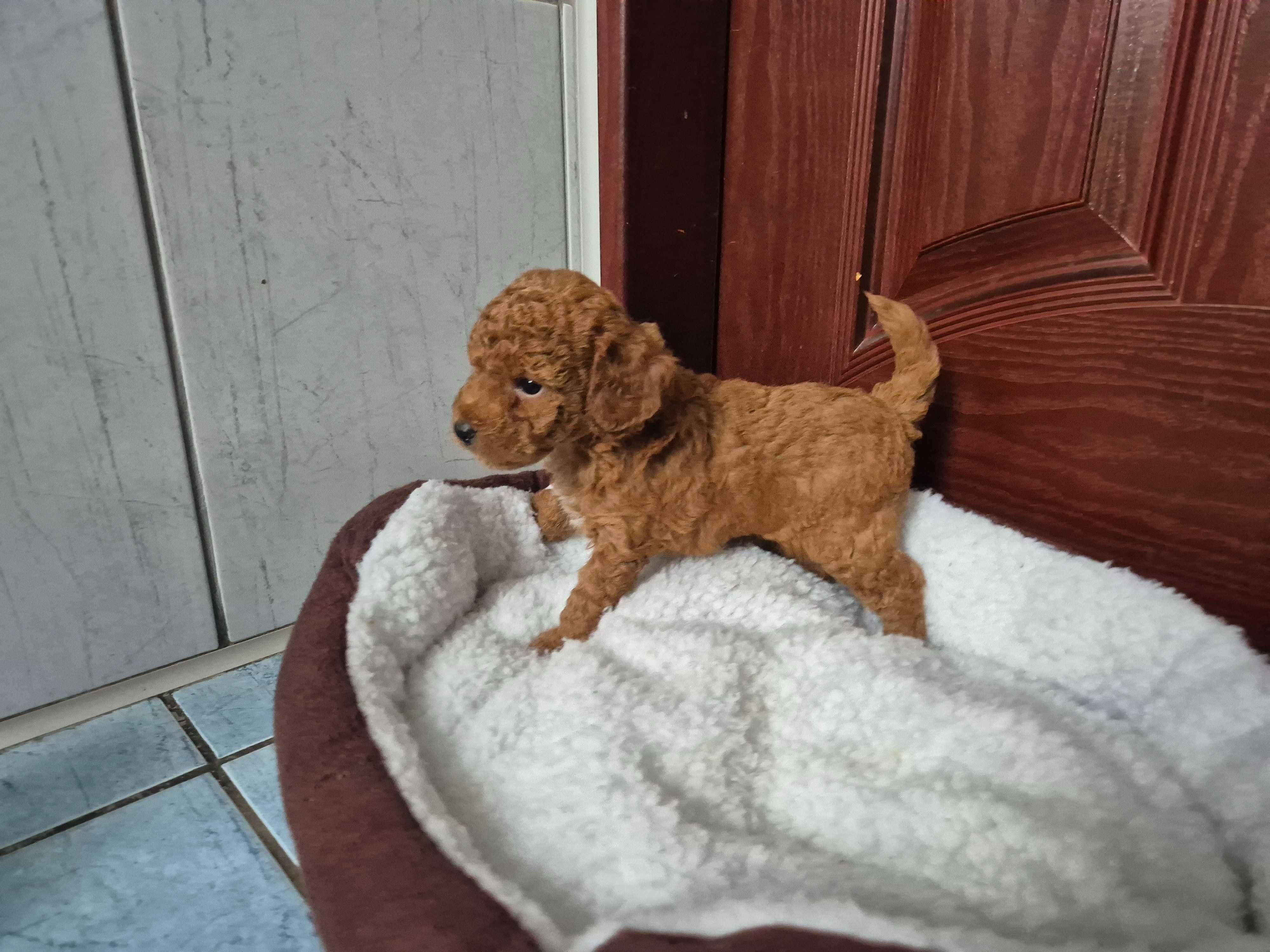 Pudel toy mini pudelek chłopiec Red brown