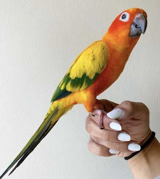 Артинга Сооннчный,ручной попугайчик,говорящий