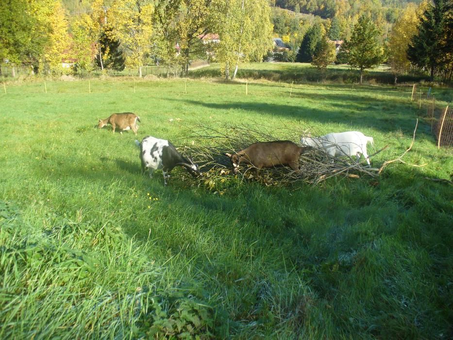 Kozie mleko,kefir,sery- bezstresowy udój ręczny