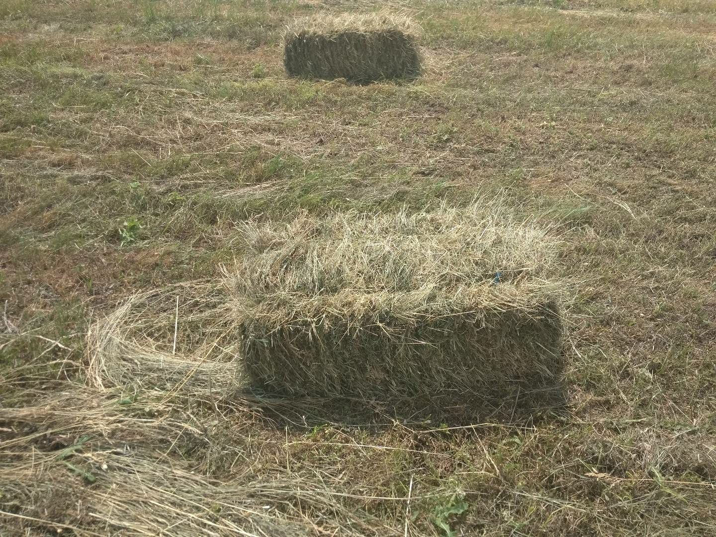 Сіно в наявності та на замовлення