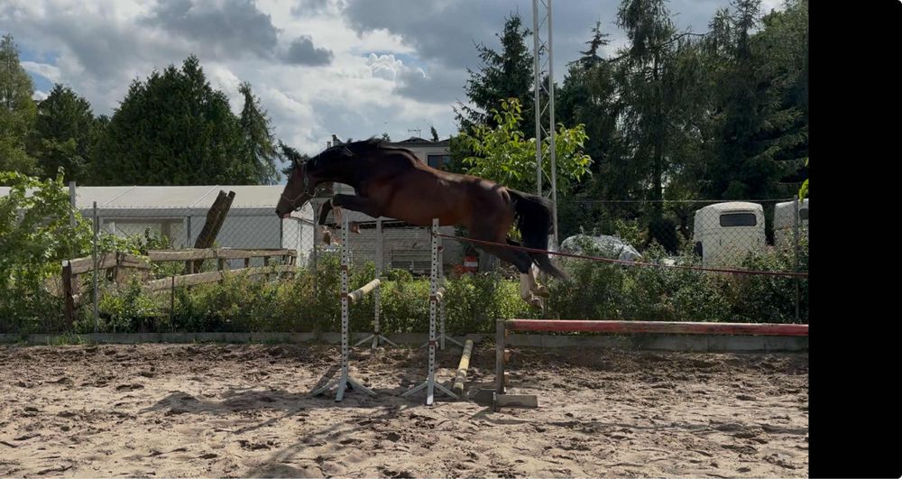 Carmel Macchiato Di Caprio Z