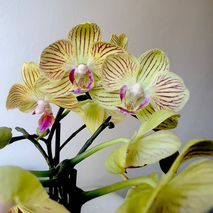 Sprzedaż storczyków