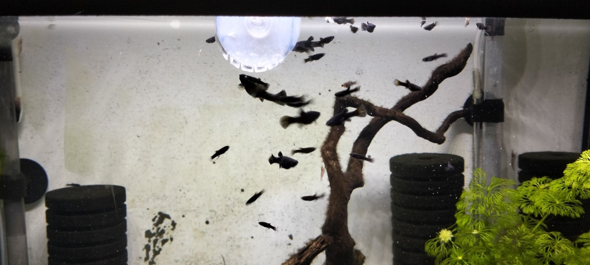 Molinezja Black Molly