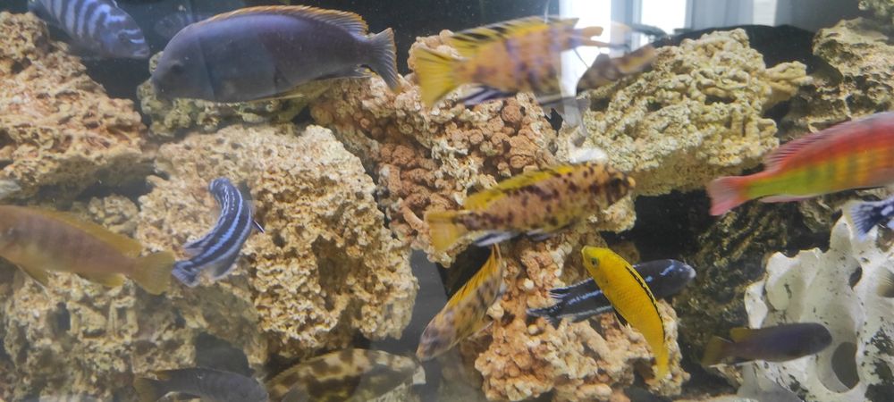 Rybki akwariowe Pyszczaki metriclima zebra gold