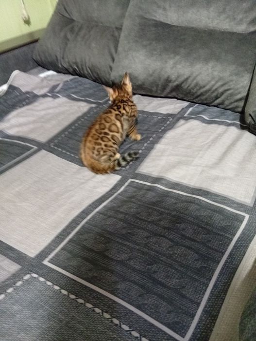 Бенгальский котенок девочька
