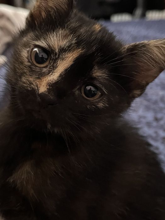 Кошення в хороші руки