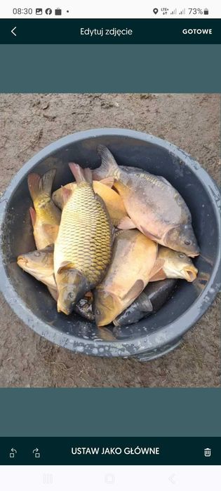 Narybek kroczek karp