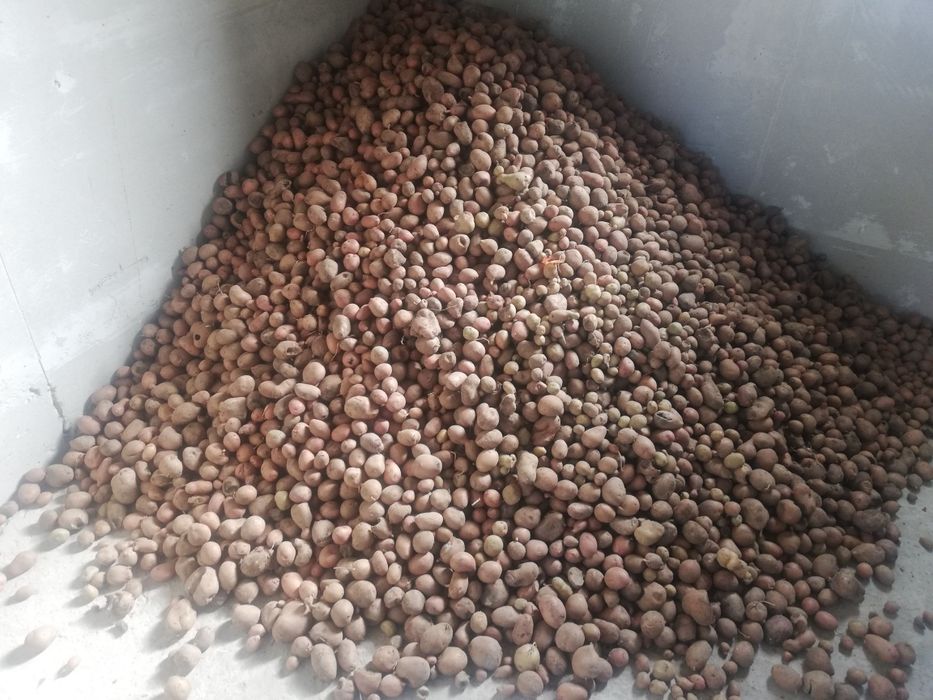 Картопля дрібна на корм