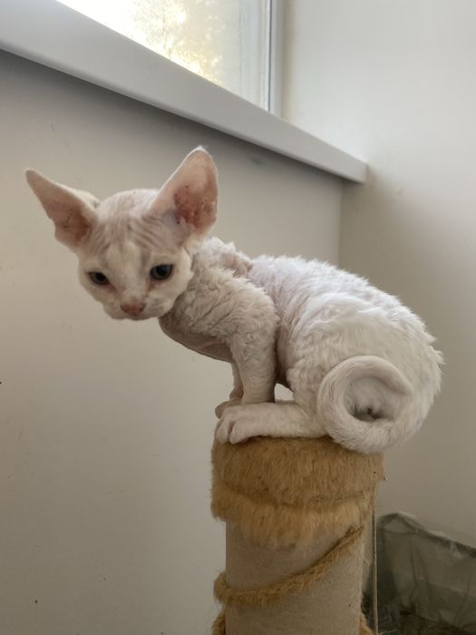 Продам котенка Девон Рекс кот Девончик