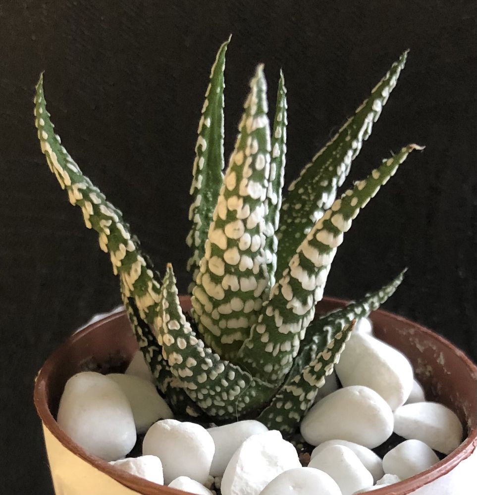 Хавортия Haworthia limofolia Суккулент