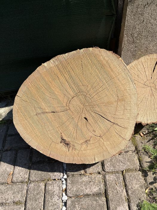 Plastry dębu sprzedam