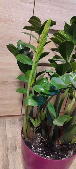 Zamiokulkas zamioculcas