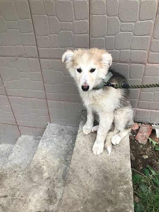 Пухнаста Умка шукає відповідальних батьків!