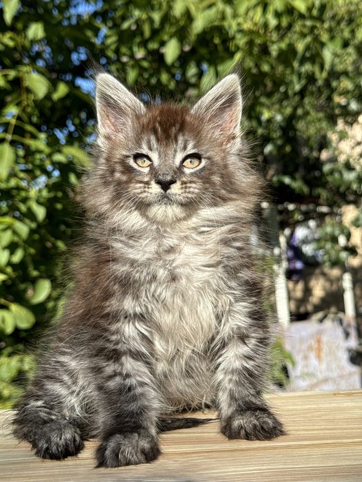 Меховой крупный мальчик серебро котенок мейн кун с документами