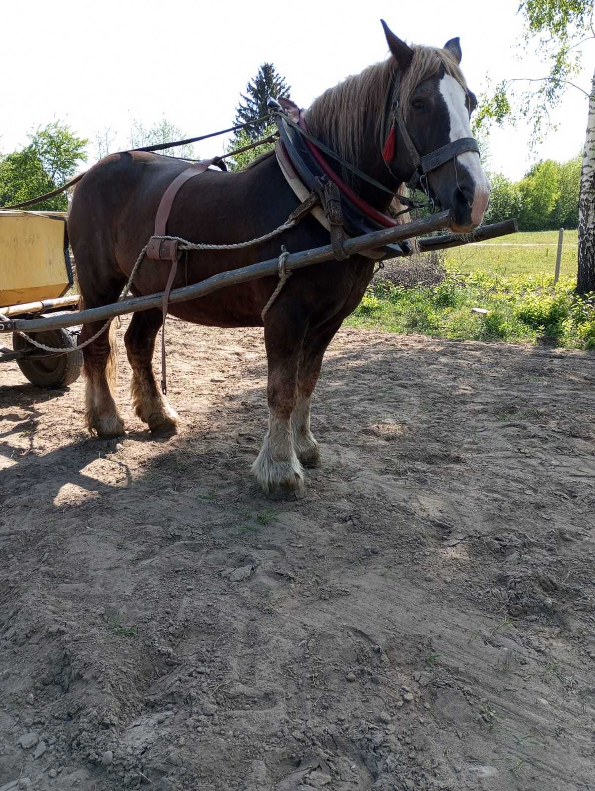 Klacz źrebna 800 kg