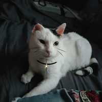 Ekostraż, Wyjątkowy biały kot Szparag