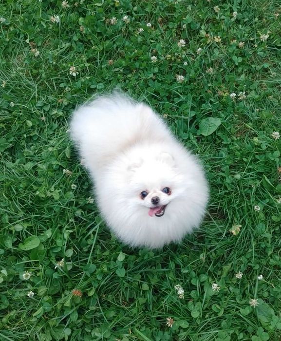 Дуже красива, іграшкова та неймовірно лагідна чорна Помапу дівчинка