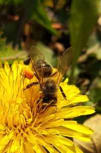 Pyłek pszczeli doskonały naturalny produkt na wzmocnienie organizmu.