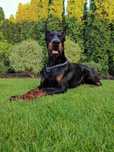 Doberman szczeniak