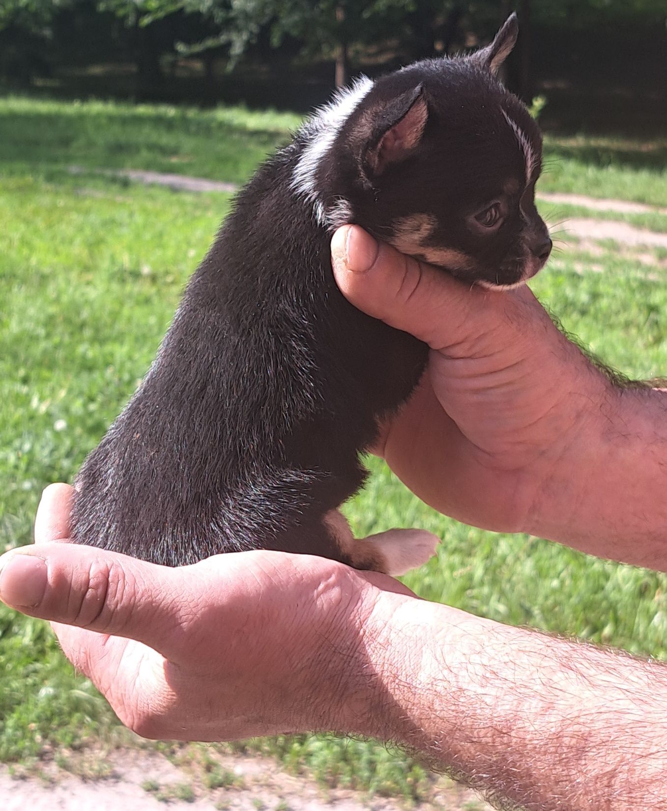 Sprzedam samca chihuahua!