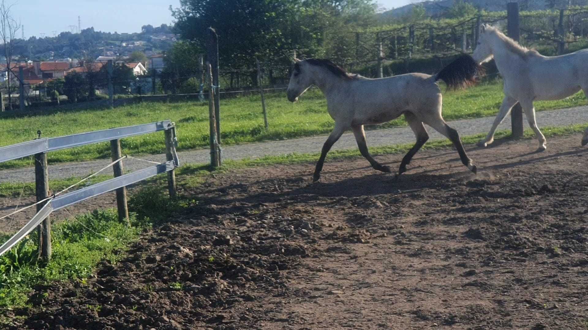 Poldra Lusitana Pura 33 meses