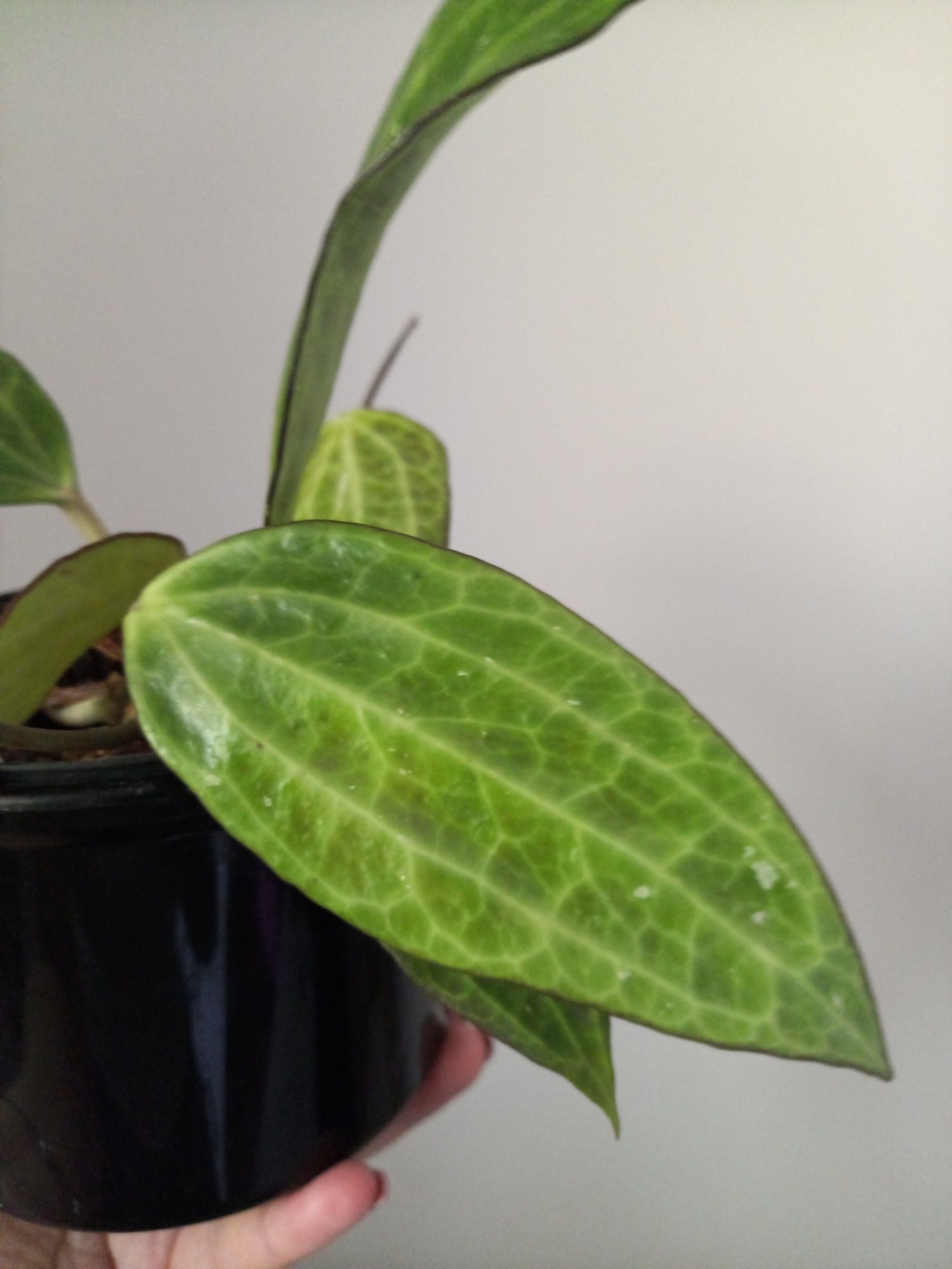Hoya Macrophylla dwie sadzonki