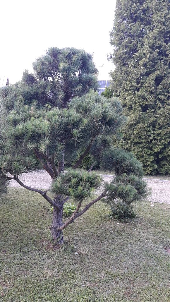 Sosna Bonsai wysokość  2 m