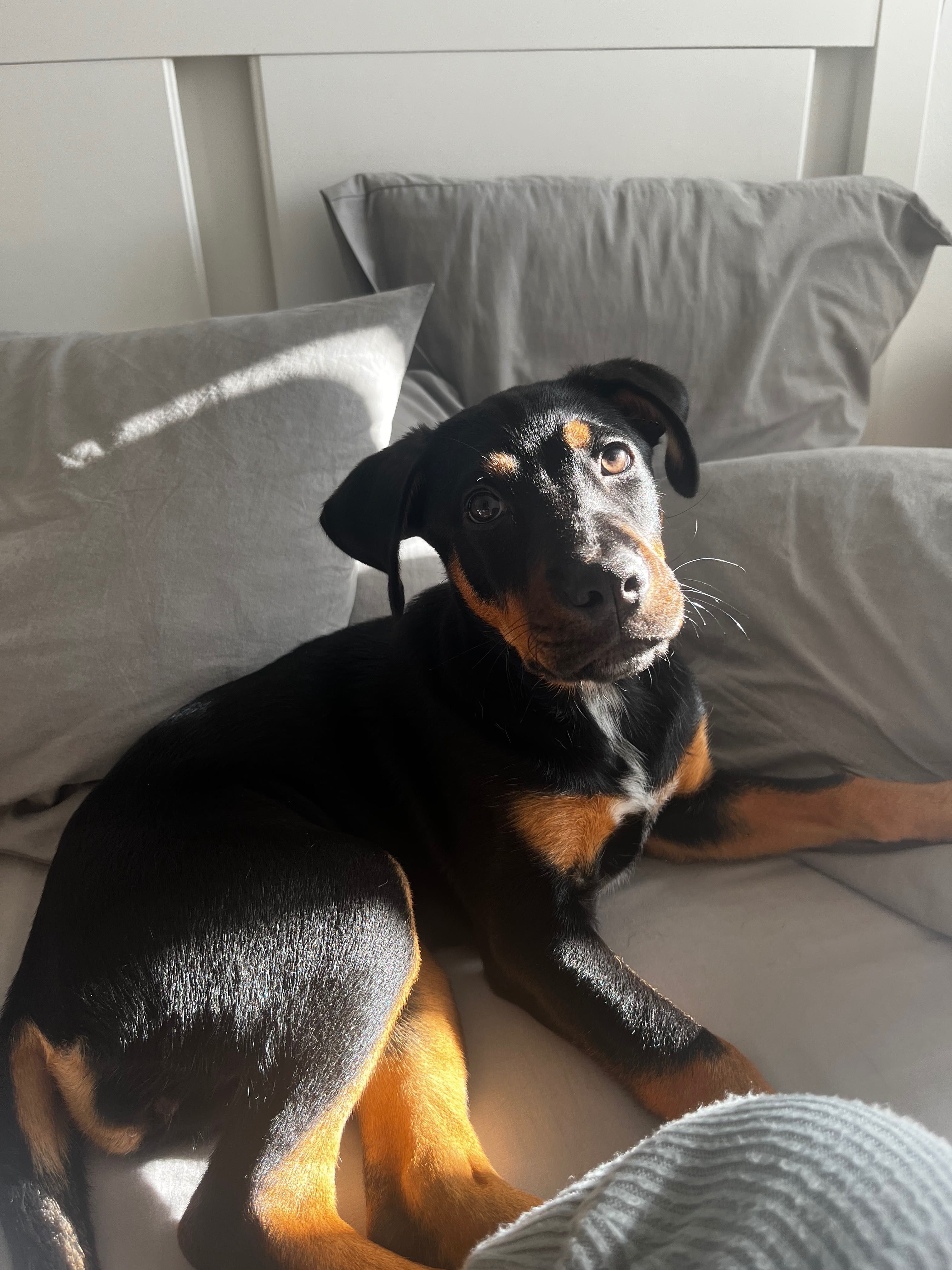Cadela para adoção