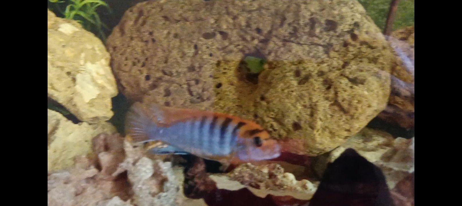 Crias Hongi sp. Ciclideo