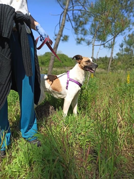 Cadela Porte Médio (20kg) Para Adoção (Flecha)