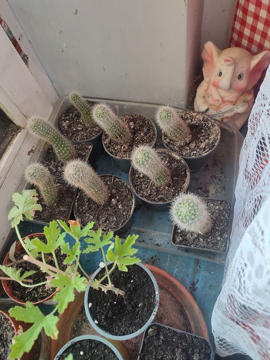Kaktusy, własnej hodowli.