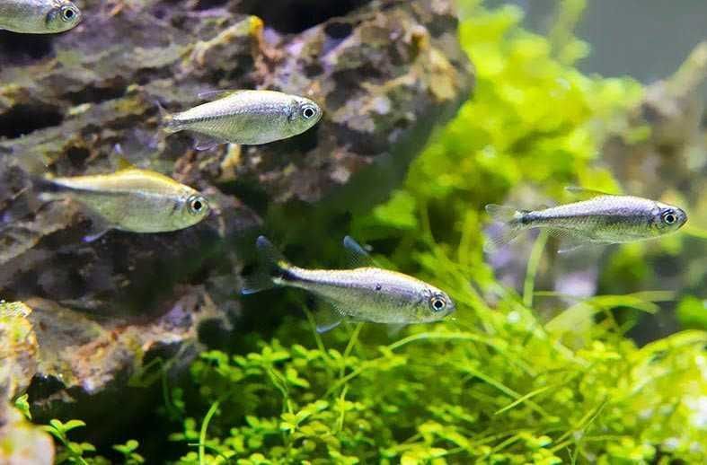 Tetra Mercúrio (Hemigrammus Rodwayi)