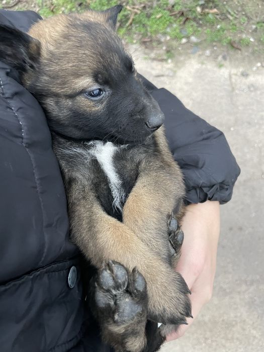 Щенки Малинуа Бельгийская овчарка